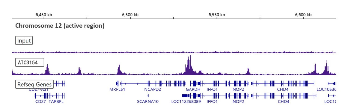 Anti-Histone H3 (acetyl K27) antibody - ChIP, CUT&RUN and CUT&Tag Grade