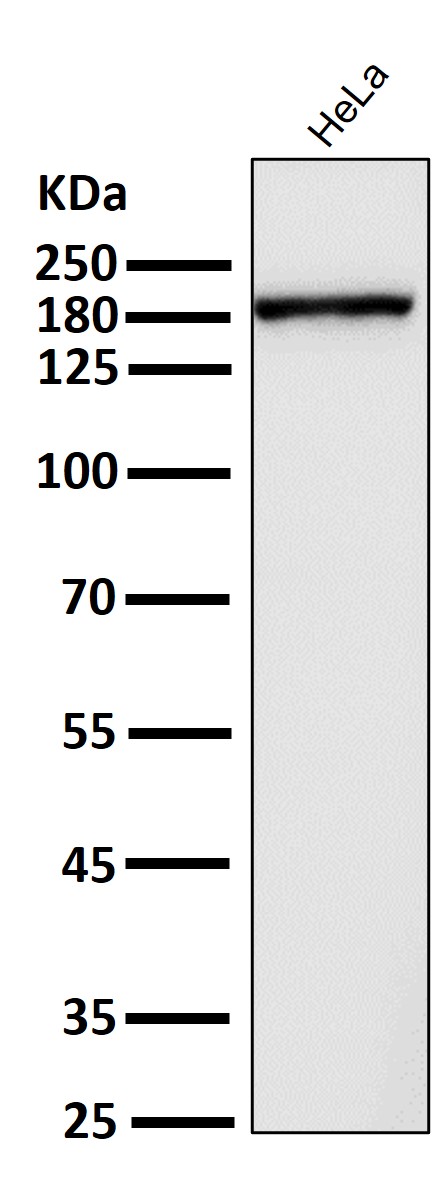 DNMT1-Antibody-WB