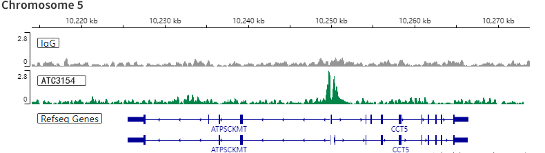 Anti-Histone H3 (acetyl K27) antibody - ChIP, CUT&RUN and CUT&Tag Grade