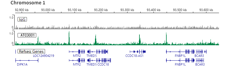 Anti-Histone H3 (acetyl K9) antibody - ChIP, CUT&RUN and CUT&Tag Grade