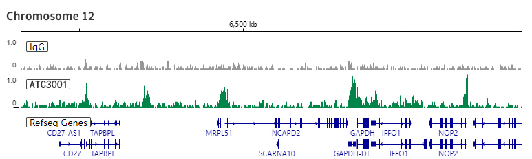 Anti-Histone H3 (acetyl K9) antibody - ChIP, CUT&RUN and CUT&Tag Grade