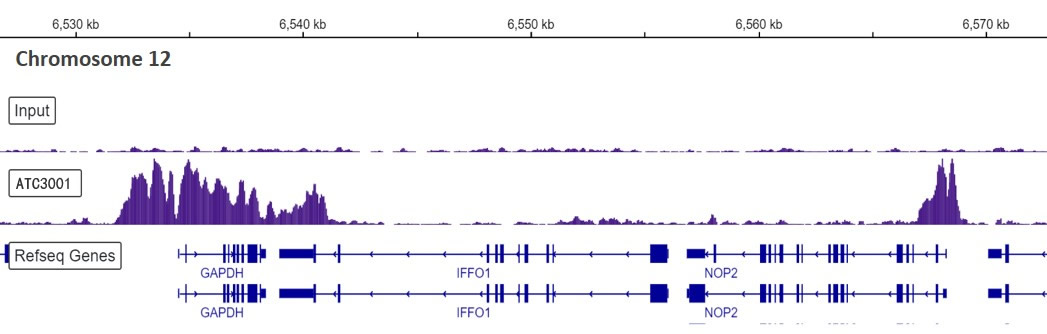 Anti-Histone H3 (acetyl K9) antibody - ChIP, CUT&RUN and CUT&Tag Grade
