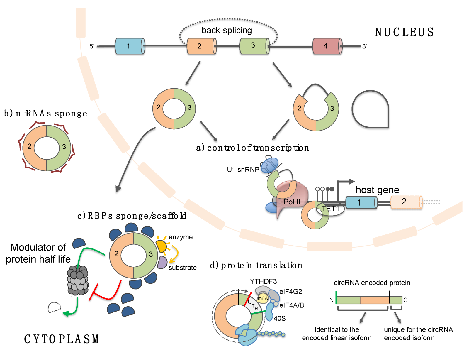 circRNA