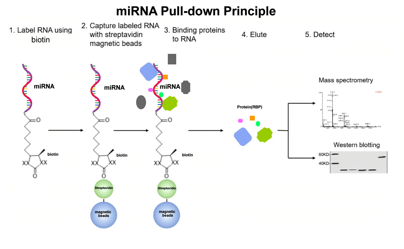 miRNA-Pull-Down