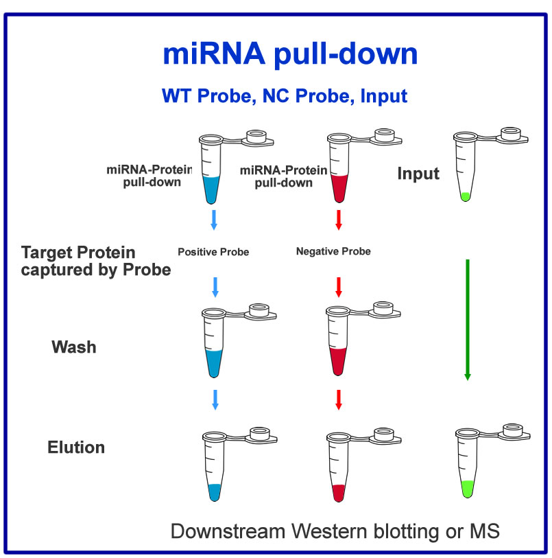 miRNA-Pull-Down