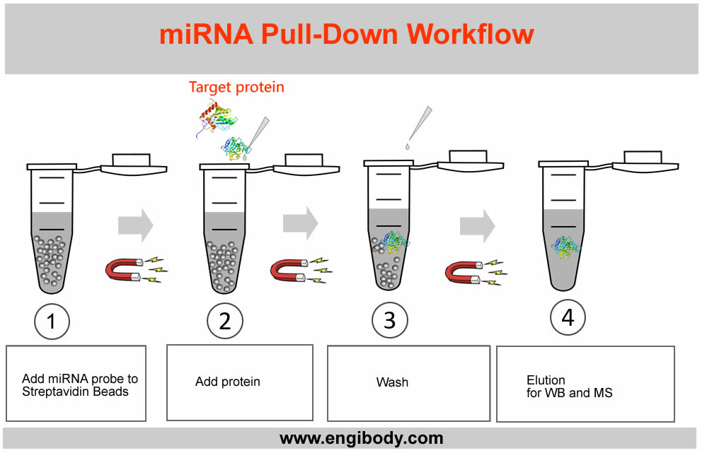 miRNA-Pull-Down