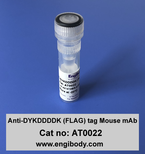 Anti-DYKDDDDK (FLAG) tag Mouse mAb