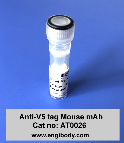 Anti-V5 tag Mouse mAb