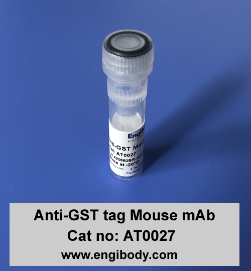 Anti-GST tag Mouse mAb