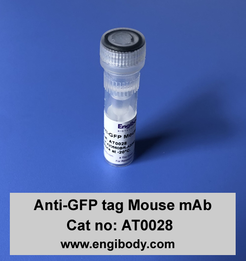 Anti-GFP tag Mouse mAb