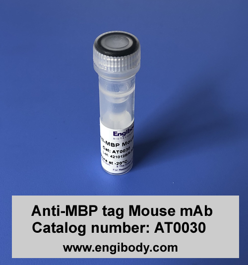 Anti-MBP tag Mouse mAb