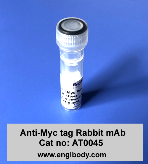 Anti-Myc tag Rabbit mAb