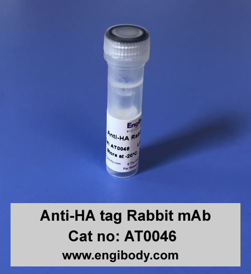Anti-HA tag Rabbit mAb