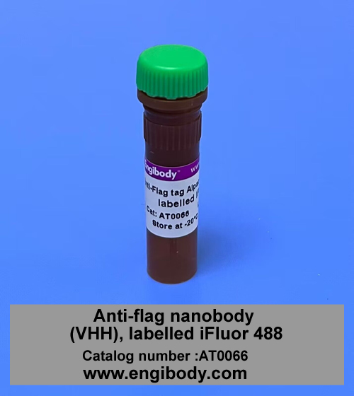 FLAG-Alpaca-iFluor 488 Anti-Flag tag Alpaca Nanobody (VHH), labelled iFluor 488