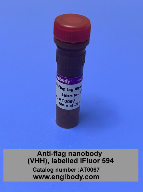 FLAG-Alpaca-iFluor594 Anti-Flag tag Alpaca Nanobody (VHH), labelled iFluor 594