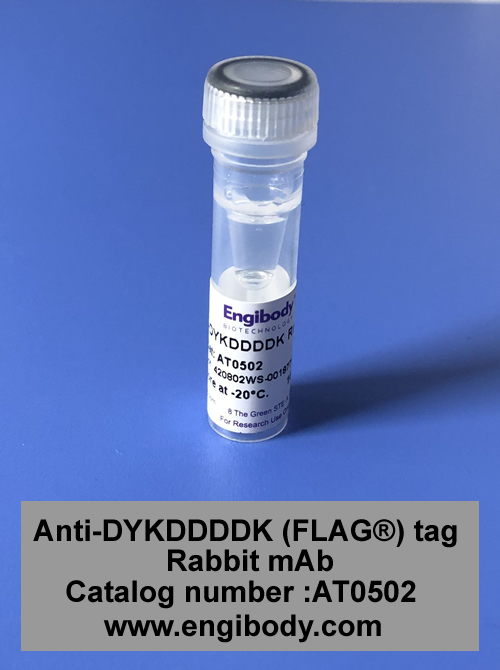 Anti-DYKDDDDK (FLAG®) tag Rabbit mAb