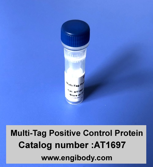Multi-Tag Positive Control Protein