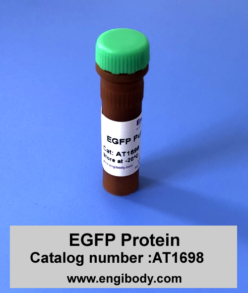 EGFP Protein