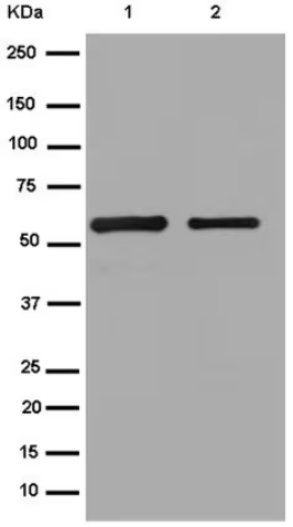 Anti-S tag Mouse mAb 