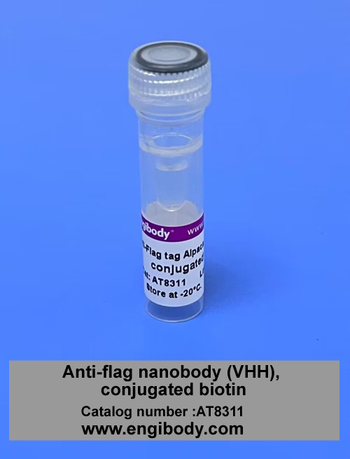 Anti-DYKDDDDK (Flag) tag Alpaca Nanobody(VHH) Conjugated Biotin