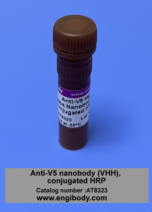 V5-Alpaca-HRP Anti-V5 tag Alpaca Nanobody(VHH) Conjugated HRP