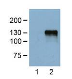 Anti-DYKDDDDK tag antibody images: Western blotting