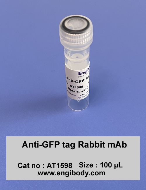 Anti-GFP tag Rabbit mAb