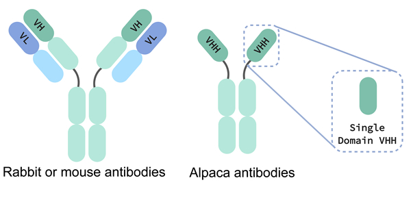 Alpaca antibodies VHH