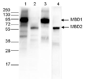 DYKDDDDK-Epitope-Tag mouse Antibody (AT2108-ChIP-grade) Western Blot