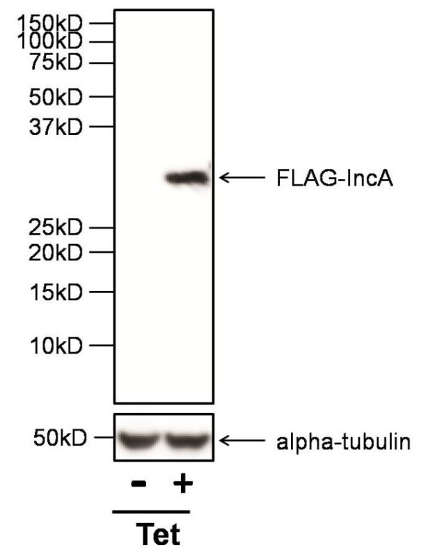 Western Blot: DYKDDDDK Epitope Tag Antibody