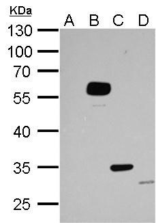 Western Blot: DYKDDDDK Epitope Tag Antibody