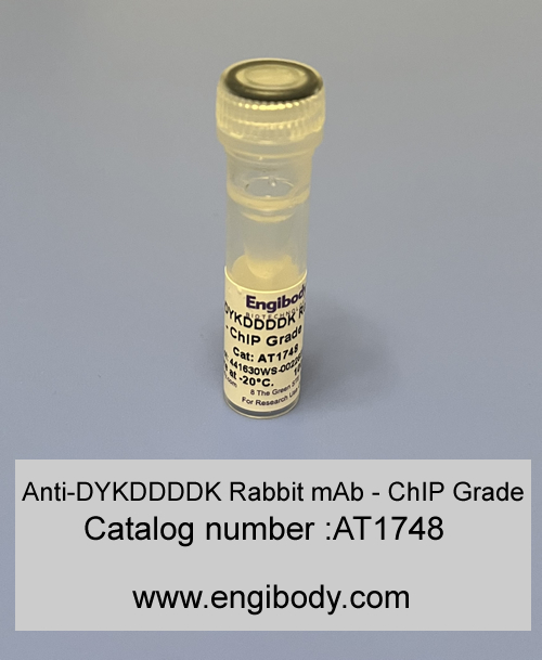 Anti-DYKDDDDK (FLAG®) tag Rabbit mAb - ChIP Grade