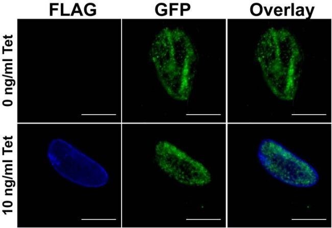 Anti-DYKDDDDK (FLAG®) tag Rabbit mAb - ChIP Grade