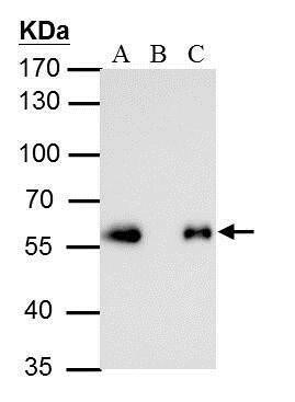 Anti-DYKDDDDK (FLAG®) tag Rabbit mAb - ChIP Grade