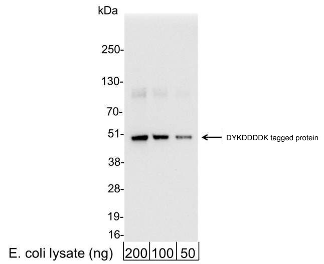 Anti-DYKDDDDK (FLAG®) tag Rabbit mAb - ChIP Grade