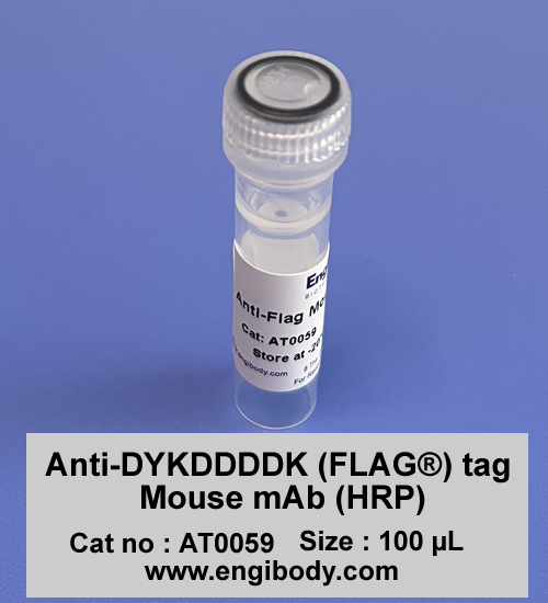 Anti-DYKDDDDK (FLAG®) tag Mouse mAb (HRP)