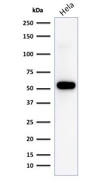 Anti-GFP tag Mouse mAb (HRP)