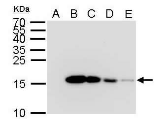 Anti-His tag Mouse mAb