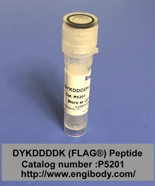 DYKDDDDK (FLAG®) Peptide for Elution