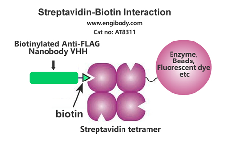 Anti-DYKDDDDK (Flag) tag Alpaca Nanobody(VHH) Conjugated Biotin