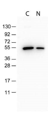 Anti-DYKDDDDK (FLAG®) tag Rabbit mAb