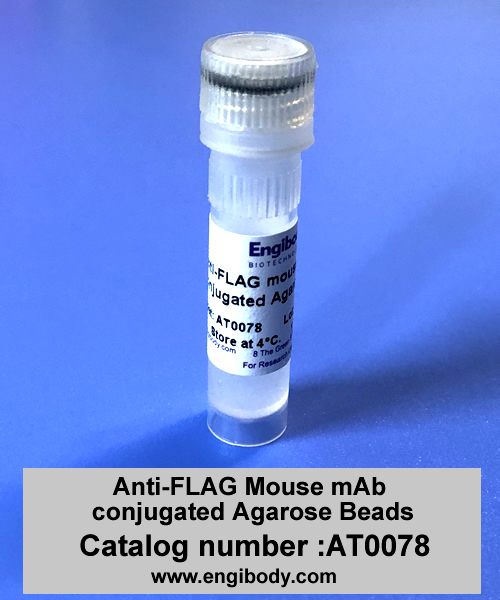 Anti-DYKDDDDK (FLAG®) tag Mouse mAb conjugated Agarose Beads