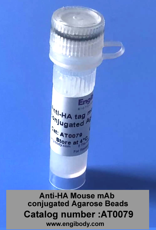 Anti-HA tag Mouse mAb conjugated Agarose Beads