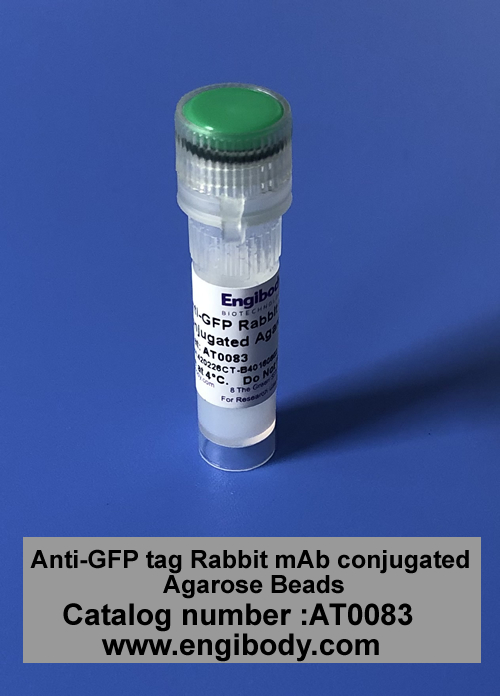 Anti-GFP tag Rabbit mAb conjugated Agarose Beads