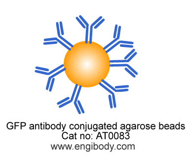 Anti-GFP tag Agarose Beads