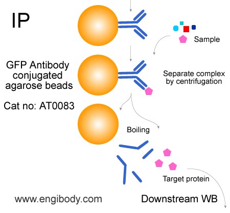 Anti-GFP tag Agarose Beads for IP