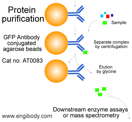 Anti-GFP tag Agarose Beads for protein purification