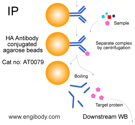 Anti-HA tag Mouse mAb conjugated Agarose Beads