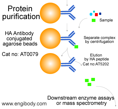 Anti-HA tag Mouse mAb conjugated Agarose Beads