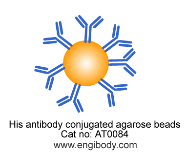 Anti-His tag Mouse mAb conjugated Agarose Beads